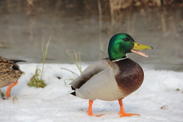 duck in the snow