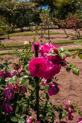 Flores rosas en el Rosedal del Prado en Montevideo (Uruguay)