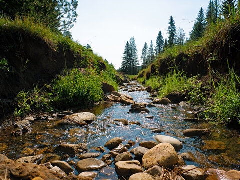 Mountain River In The Forest, Deadwood South Dakota