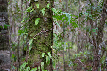 Rainforest in Thailand, Krabi province - 428632504