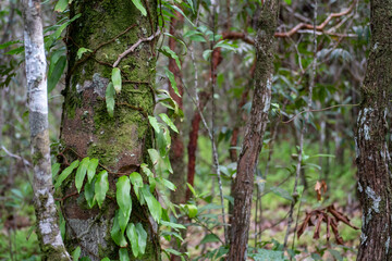 Rainforest in Thailand, Krabi province - 428632522