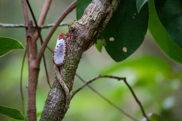 Butterfly on a tree brunch - 428632537