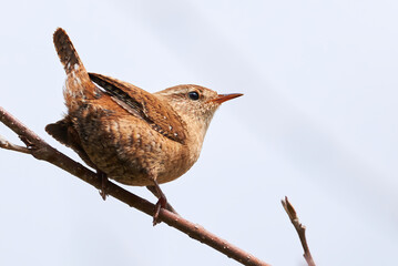 Eurasian Wren sitting on a Branch (Troglodytes troglodytes)	