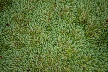 Green moss carpet, background texture