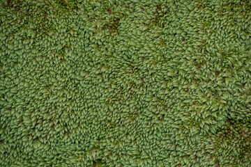 Green moss carpet, background texture - 428632565