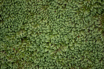 Green moss carpet, background texture - 428632580
