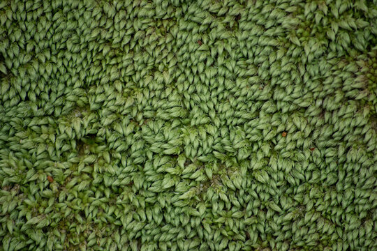 Green moss carpet, background texture © Olga Loko