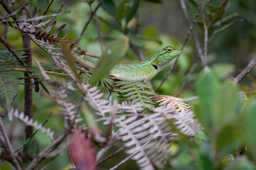 Beautiful Calotes lizard in the greens - 428632728