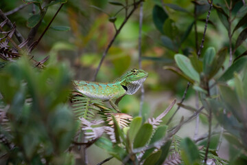 Beautiful Calotes lizard in the greens - 428632739