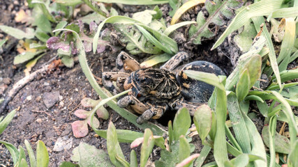 European tarantula wolf spider (Lycosa singoriensis) looks out of its burrow in grass habitat.