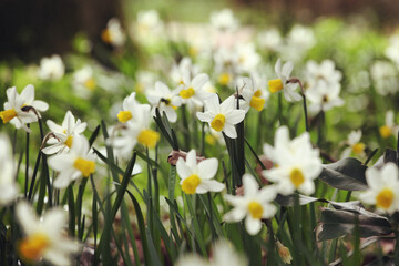 Yellow and white cyclamineus 'Jack Snipe' daffodils in flower
