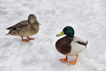 wild ducks and drakes in the winter on the snow looking for food