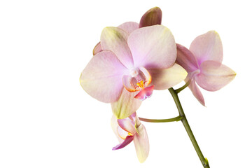 Fototapeta na wymiar several phaleonopsis orchid flowers on a small twig