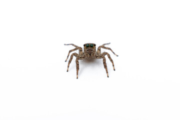 House Spider close up isolated on white background