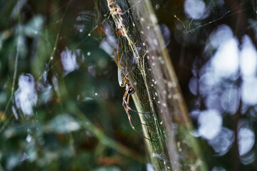 Images of Silver argiope spider on its web on the wilderness during March Season in Brazil