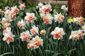 Fototapeta premium Orange and white double 'Delnashaugh' daffodils in flower