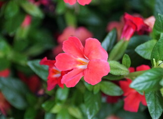 Fototapeta na wymiar Close up of the light red color of Monkey 'Valentine' flower