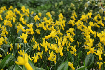 Yellow cyclamineus daffodils in flower