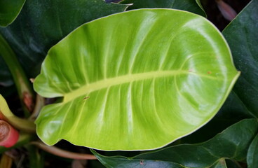 The lime green leaf of Philodendron Moonlight