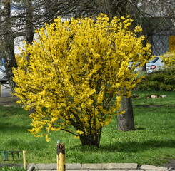 Fototapeta kwitnacy krzew forsycji, wiosna obraz