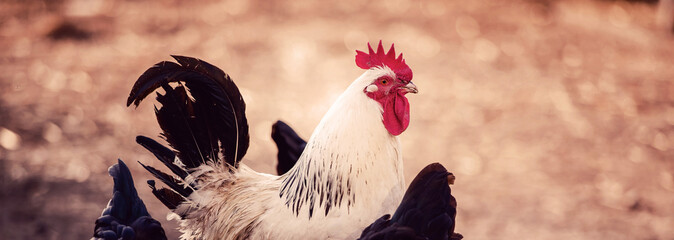 A white cock, rooster walking freely in nature in spring, male chicken bird.  
