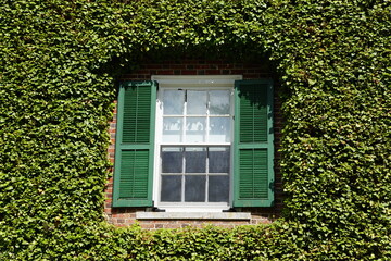 A window surrounded by green ivy plants