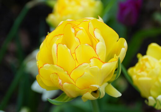 Beautiful double late tulip 'Akebono' yellow flower at full bloom