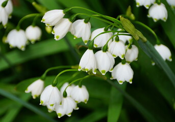 The white clusters of Summer Snowflake flowers