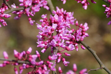 Tiny flowers of Eastern Redbud trees at full bloom