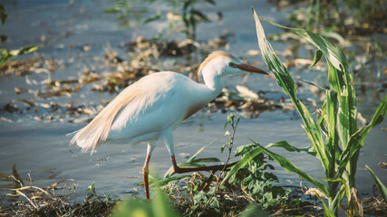 white heron searching for food in a flooded field in the field