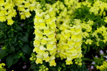 Snapdragon 'Speedy Sonnet Yellow', an upright annual flower
