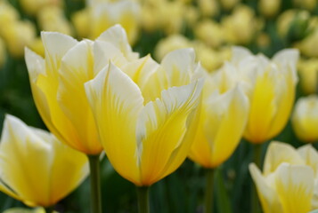 Beautiful yellow and white Fosteriana tulip 'Sweetheart' flowers