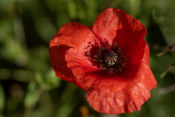 Close-up of a blooming red poppy flower against a green background, outdoors in spring