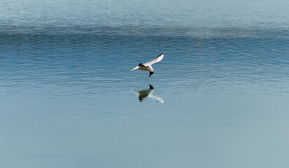 Black headed gull, Chroicocephalus ridibundus fly, fishing above water. Czech republic nature animal, landscape