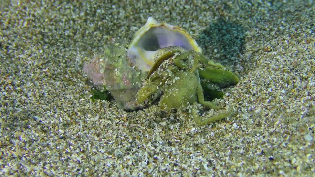 Murex Trunculus or Duplex murex (Hexaplex trunculus) eats small crab.