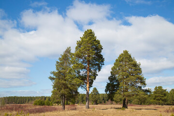 Fototapeta na wymiar Landscape with pine trees with blue sky and clouds.