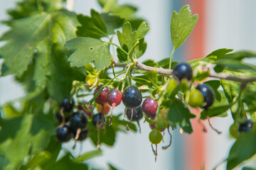 Ripe and green blackcurrant on a branch surrounded by leaves
