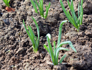 the first flowering of cultivated plants after the snow melts in the garden in spring