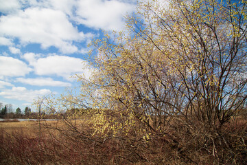 Willow blooms in spring in fields with lakes . Spring flowering.