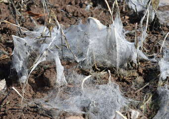 white coating on the branches of plants after the snow melts in the garden in the spring