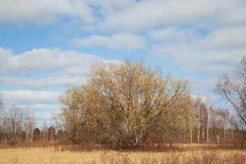 Willow blooms in spring in fields with lakes . Spring flowering.
