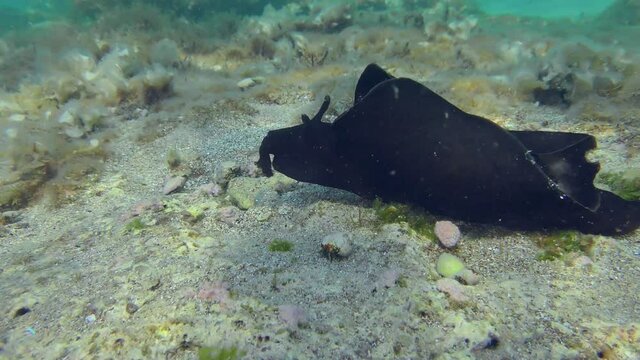 Mottled sea hare or Black seahare (Aplysia fasciata) moves slowly along the bottom flapping its wings.