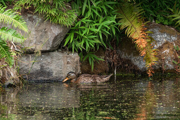 Ducks on a Pond