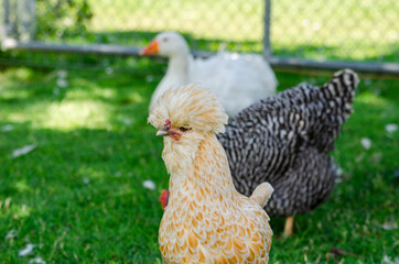 Elvis Chicken