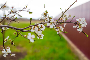 A sprig of a fruit tree with white delicate flowers and young leaves in the garden against the background of a burgundy fence. Selective focus