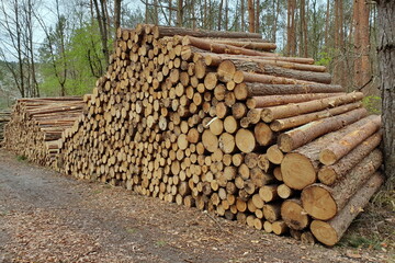 Holzlager im Wald, Forstwirtschaft, Waldumbau, Nadelholz, Borkenkäfer