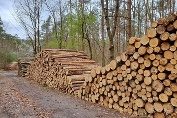 Holzlager im Wald, Forstwirtschaft, Waldumbau, Nadelholz, Borkenkäfer
