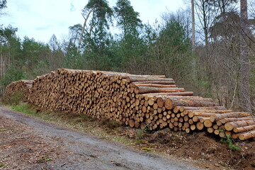 Holzlager im Wald, Forstwirtschaft, Waldumbau, Nadelholz, Borkenkäfer