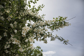 Flowering Apple Tree against blue sunny sky in Spring, Azerbaijan nature
