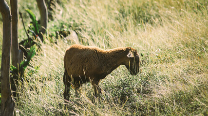 SHEEP OF THE BARRIGA NEGRA BREED, GRAZING WITH THEIR CHILDREN IN THE FIELD